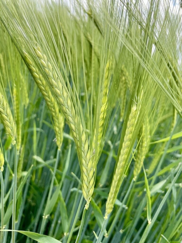 agriculture, barley, grain-8772672.jpg