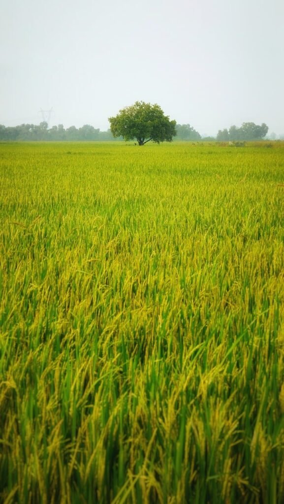 paddy, field, rice fields-7543457.jpg